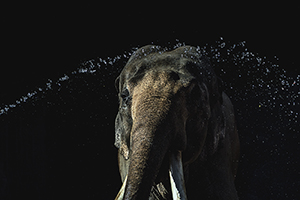 ディテールを殺した写真