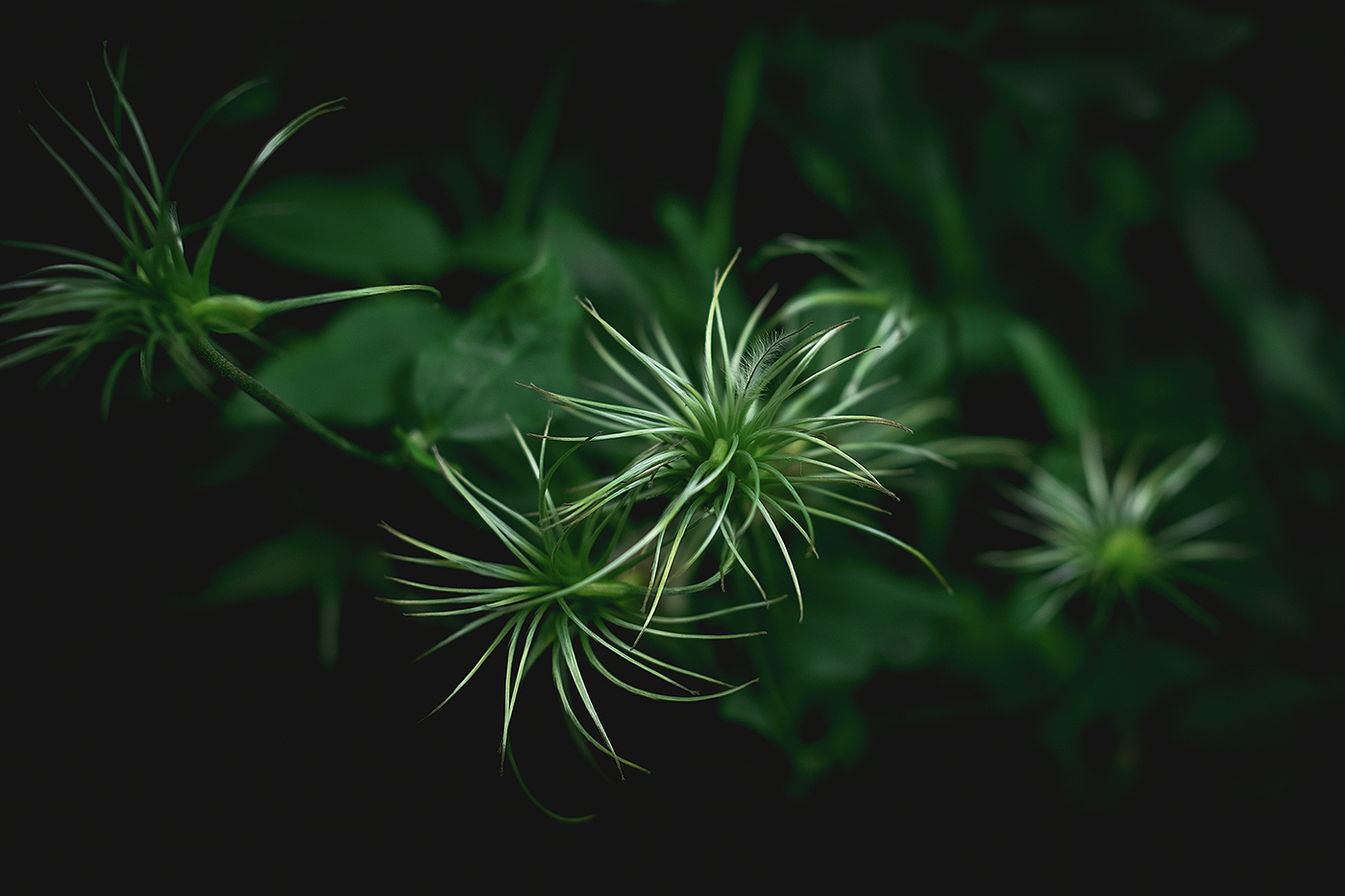 PEN-F 作例:植物