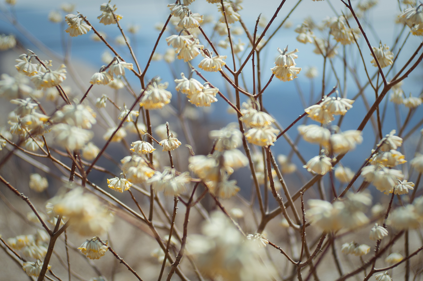 OLYMPUS PEN-F + VoigtLander NOKTON Classic 35mm F1.4 SC 山の花