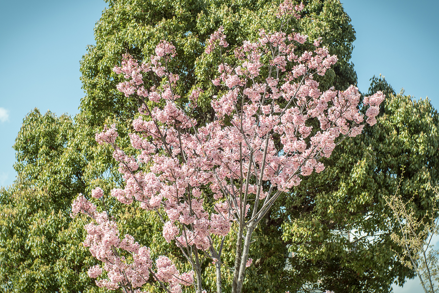 OLYMPUS PEN-F + VoigtLander NOKTON Classic 35mm F1.4 SC 桜
