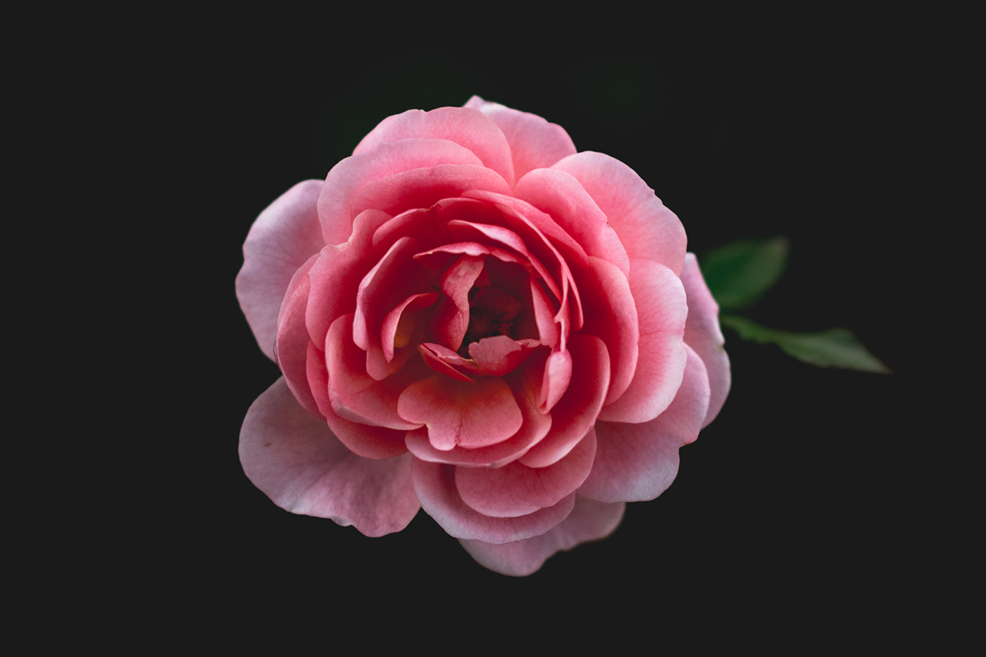 花の誘惑　無口な美人