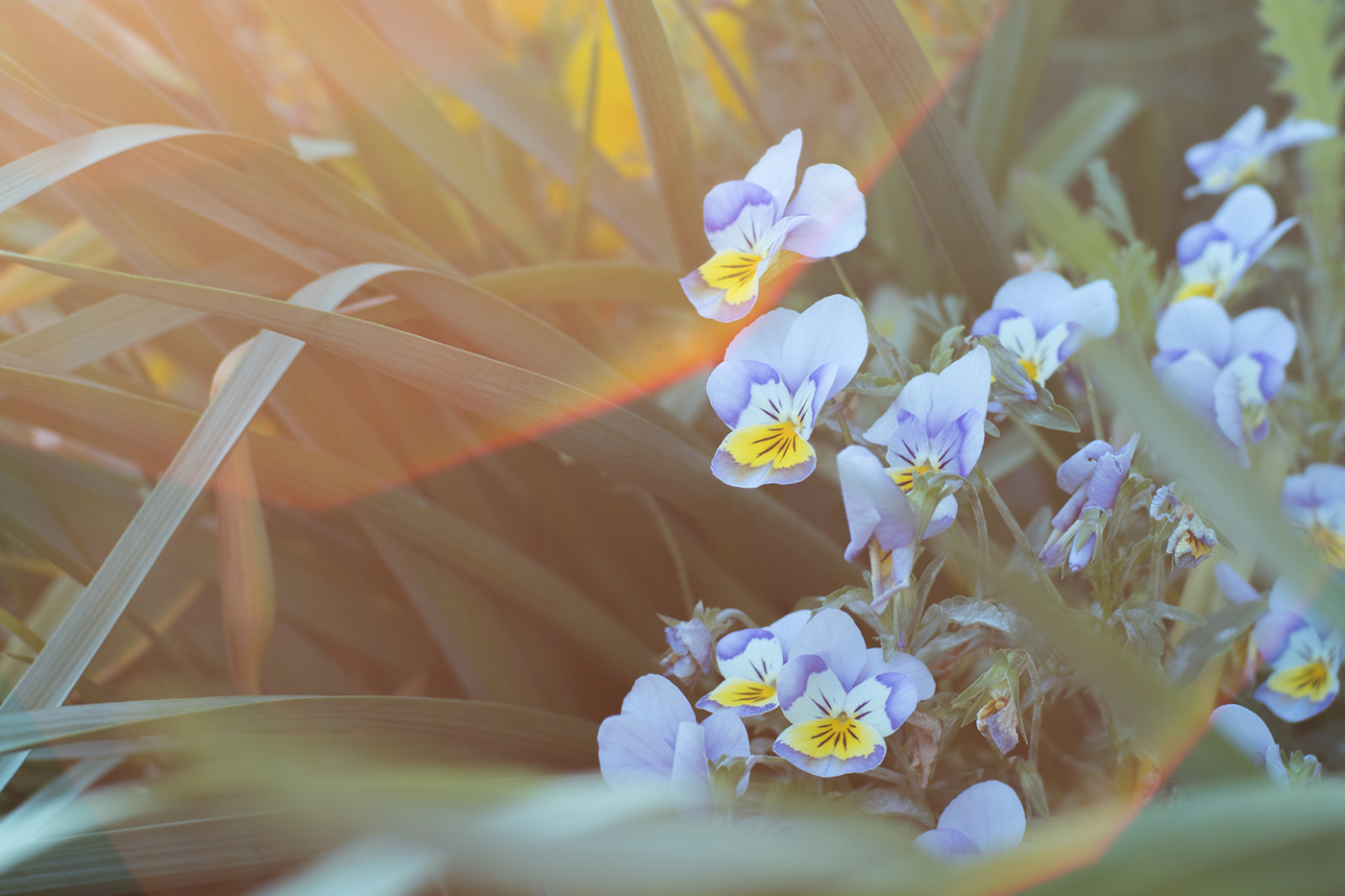 写真作品