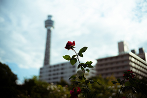 写真作品