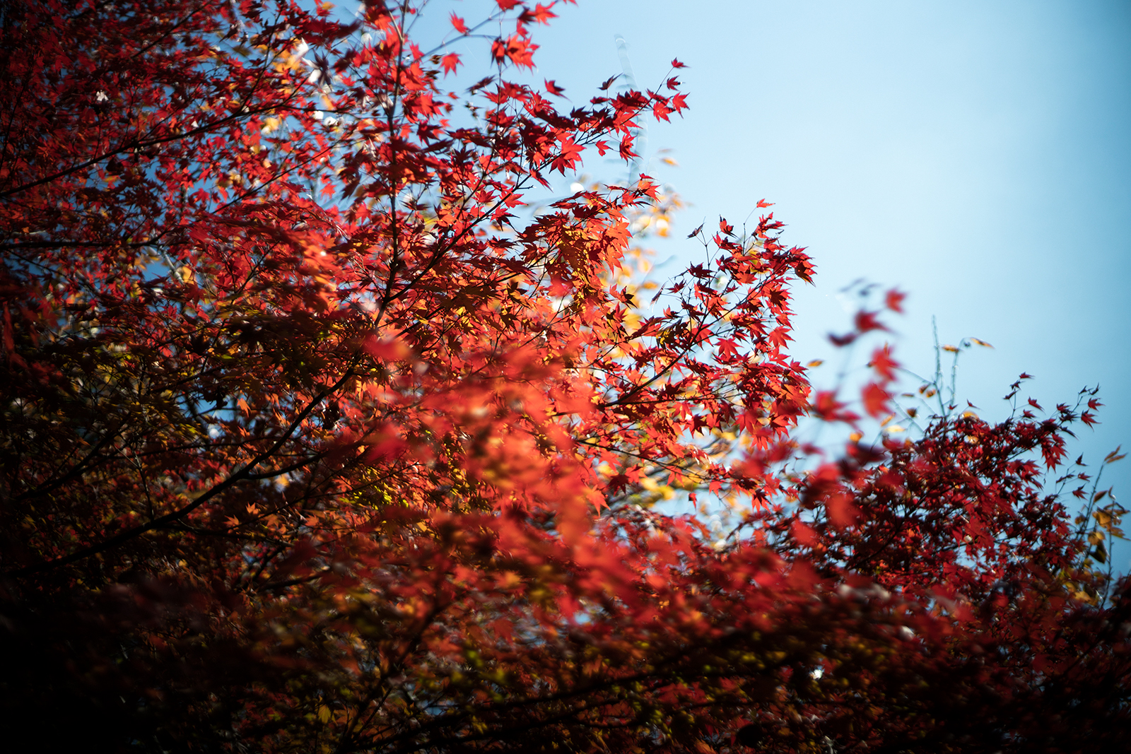 季節の写真1:Voigtlander NOKTON Classic 40mm F1.4
