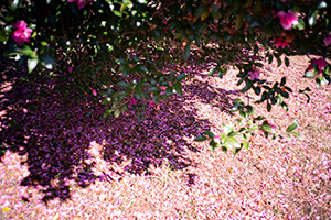 写真作品