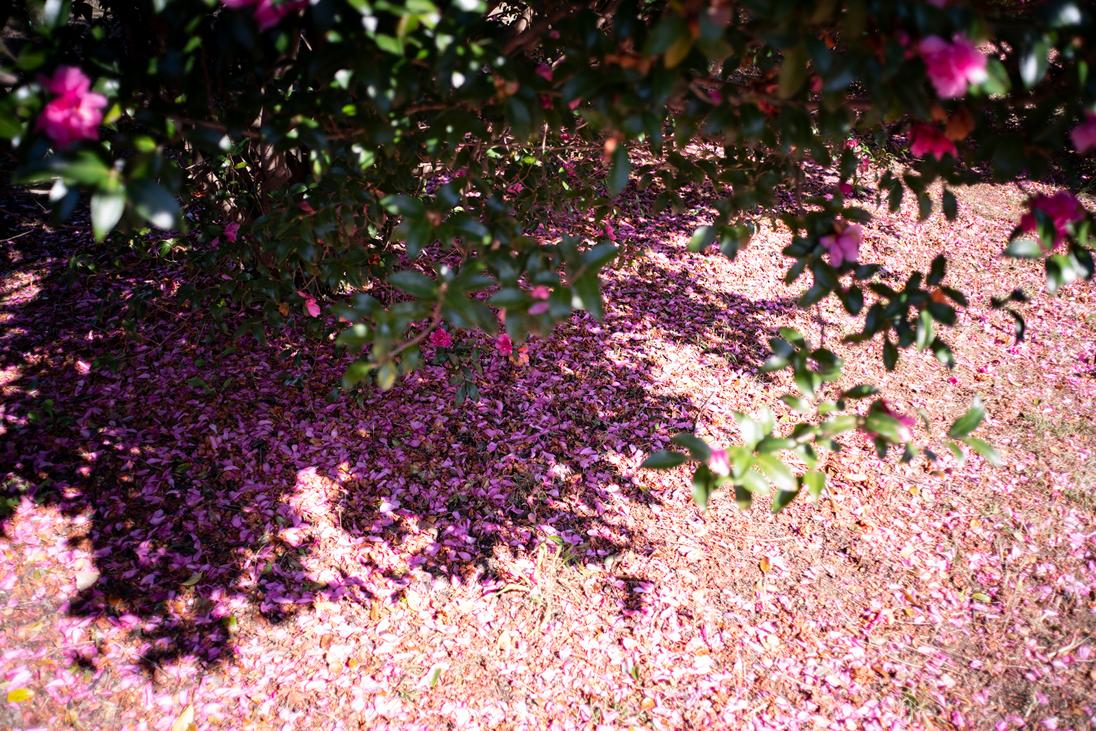 季節の写真3:MINOLTA M-Rokkor 28mm F2.8