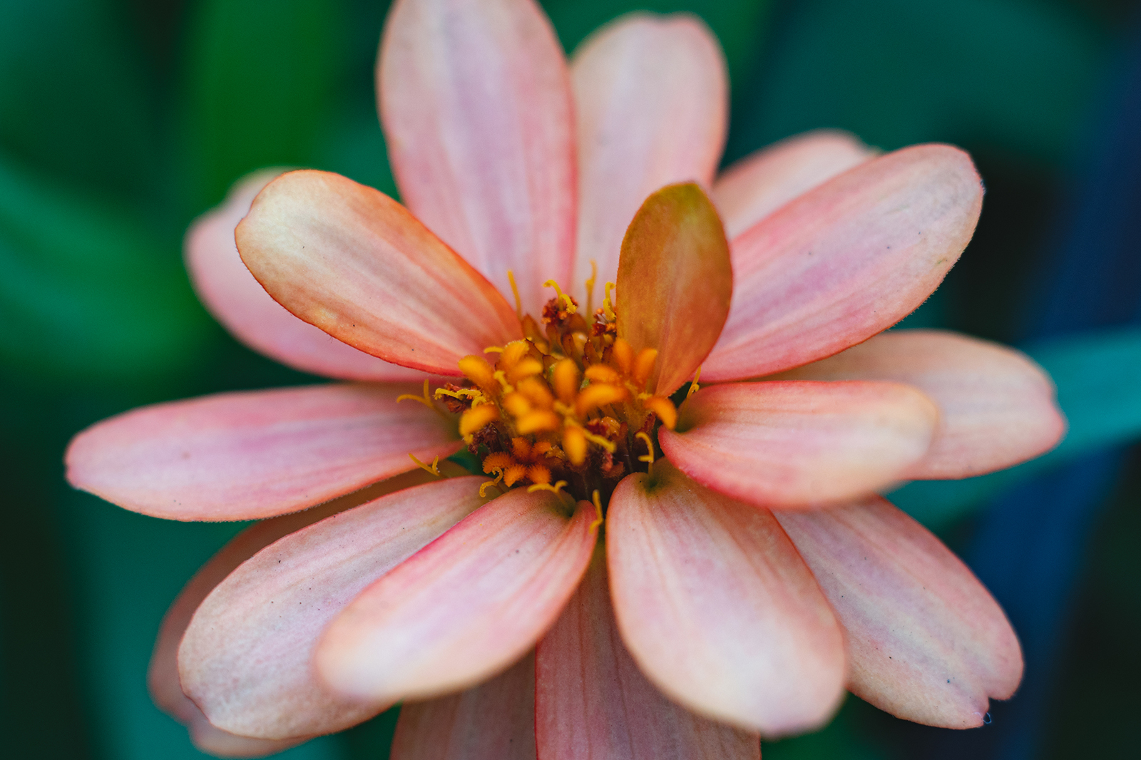 タクマー 作例12:PENTAX Super Takumar 55mm F1.8