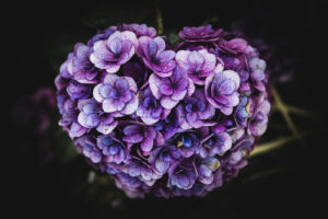 写真作品