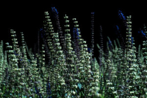 写真作品