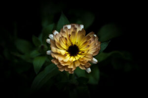 写真作品