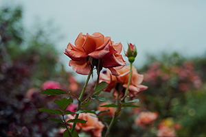 写真作品