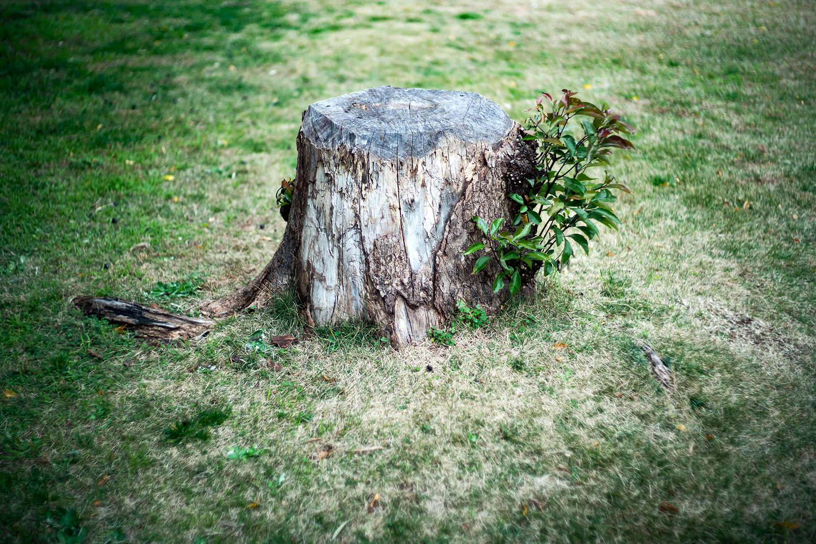 写真作品
