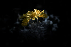 写真作品