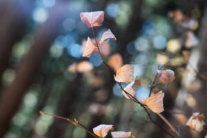 写真作品