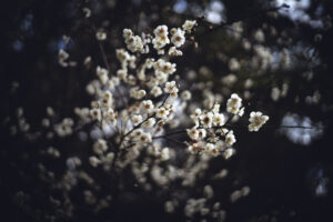 写真作品