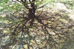 写真作品