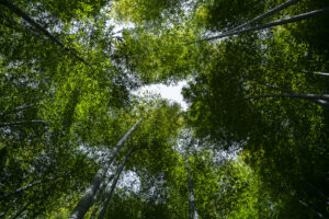 写真作品