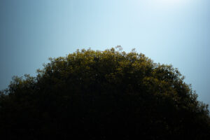 写真作品
