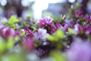 写真作品