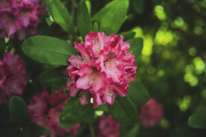 写真作品