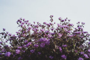 写真作品