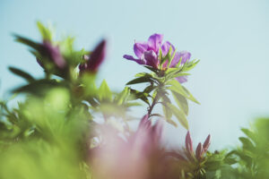 写真作品