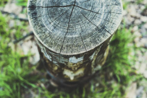 写真作品