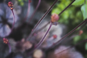 写真作品