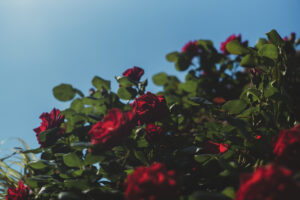 写真作品