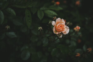 写真作品