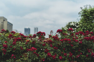 写真作品