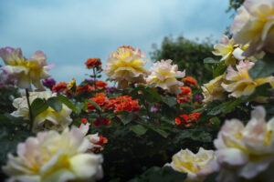写真作品
