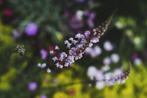 写真作品