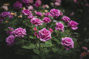 写真作品