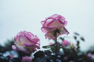 写真作品