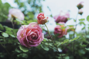 写真作品
