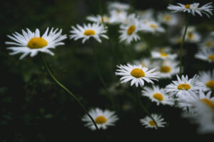 写真作品