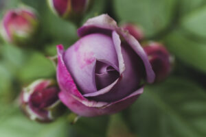 写真作品