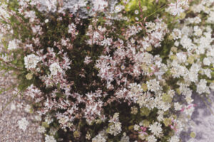 写真作品
