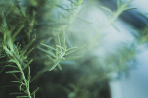 写真作品