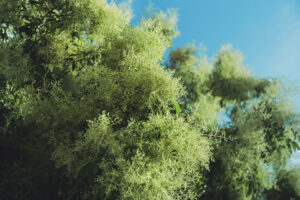写真作品