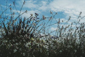 写真作品