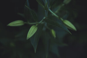 写真作品