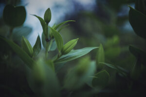 写真作品