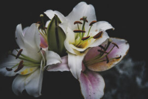 写真作品