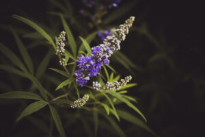 写真作品