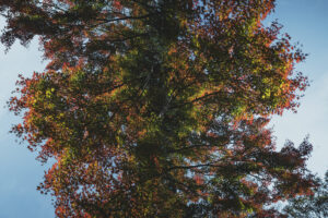 写真作品