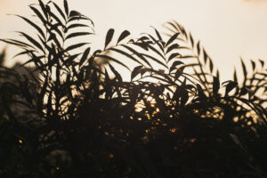 写真作品