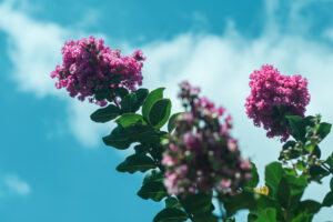 写真作品