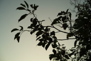 写真作品